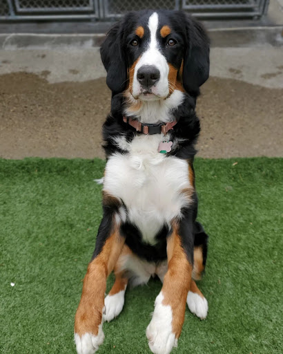 Sandy Hill Kennels Gallery - United States