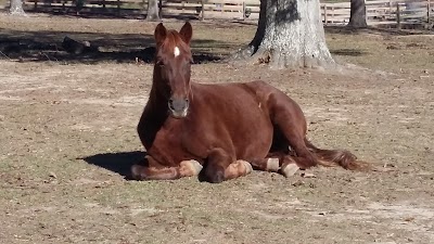 Angels Grove Ranch and Horse Rescue