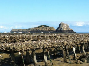 Photo n°103 de Au Pied D Cheval à Cancale (Restaurant de fruits de mer)