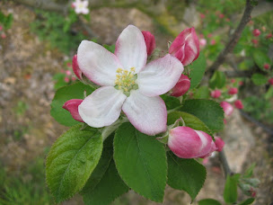 Photo n°20 de Les Vergers de Molien SCEA à Ussy-sur-Marne (Magasin)