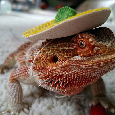 Photos of Loco Lizard Cantina