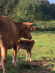 Photo n°12 de La ferme de la Beucherie à Le Theil-de-Bretagne (Ferme)