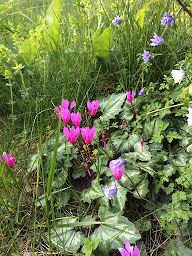 Photo n°58 de Camping Bavella Vista ** à Zonza (Sandwicherie)