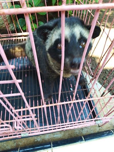Photos of Bathara Cat House