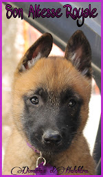 Photo n°9 de Élevage du Domaine d’Helektra à Courgivaux (Éleveur de chiens)