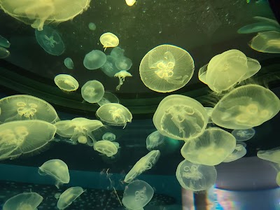 OdySea Aquarium