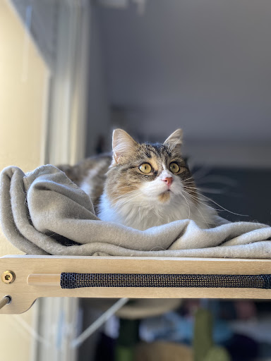 Hello Paws Bordeaux - Thumbnail