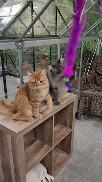 The Cat's Meow by null