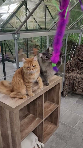 The Cat's Meow by null