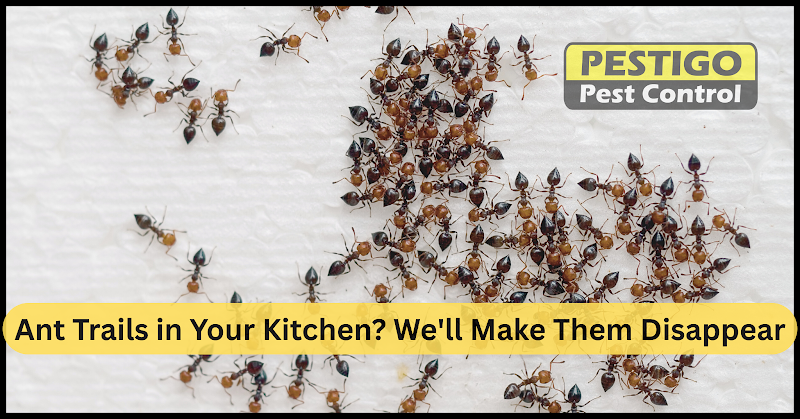 Pestigo Pest Control Hamilton work photo 1