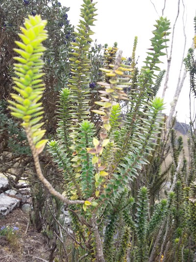 Photos of Laguna Toreadora