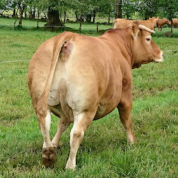 Photo n°3 de Le Boeuf des Cantalous à Le Vigean (Ferme d'élevage)