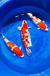 Photo n°17 de ARtCANE Koi Farm à Rumersheim-le-Haut (Pépinière)
