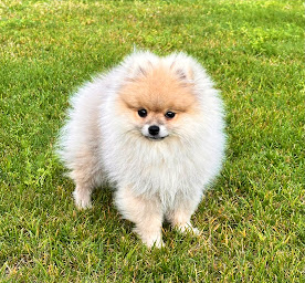 Photo n°2 de Clinique Vétérinaire - Dr Chatelain à Gignac (Clinique vétérinaire)