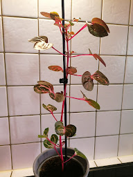 Photo n°24 de Les Violettes à Elbeuf (Fleuriste)