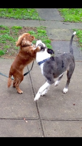 Tamworth Regional Companion Animal Centre - Thumbnail