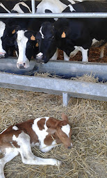 Photo n°2 de Earl Ferme Du Fournil à Vibeuf (Ferme)