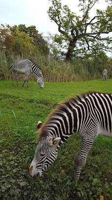 Chester Zoo