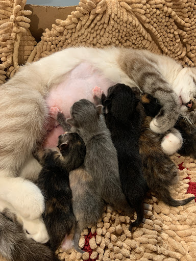 Colbern Road Animal Clinic - Thumbnail
