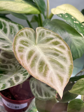 The Plant Room by null