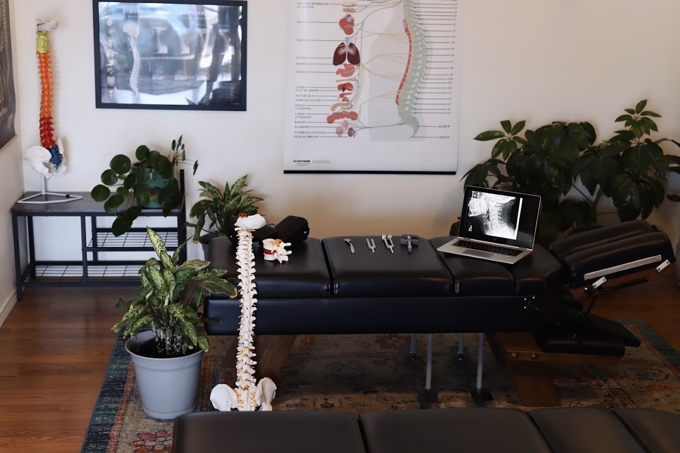 Root and Stem Chiropractic