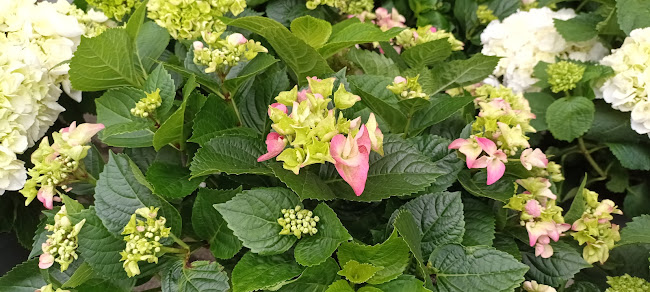 Comentarii opinii despre Tóth Virág Ajándék Üzlet