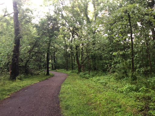 Firefly Forest - Visual
