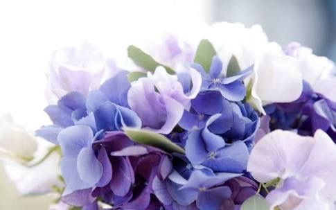 Holy Hydrangea! Florist