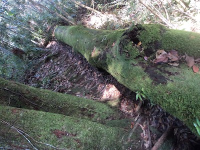 Photos of Bukit lawang planet hijau