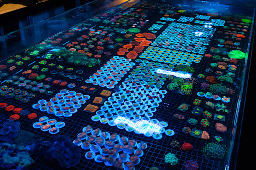 Vision Aquatics - Thumbnail