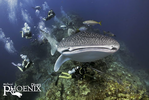 Photo of Phoenix Divers - Koh Lanta Diving, Freediving, Snorkeling