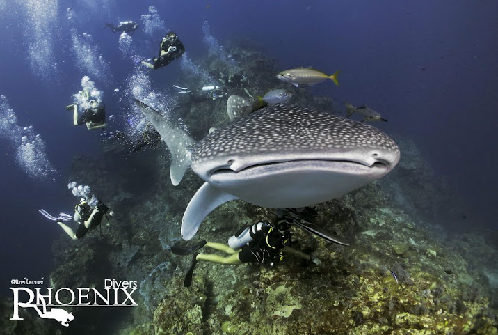 Phoenix Divers - Koh Lanta Diving, Freediving, Snorkeling by null