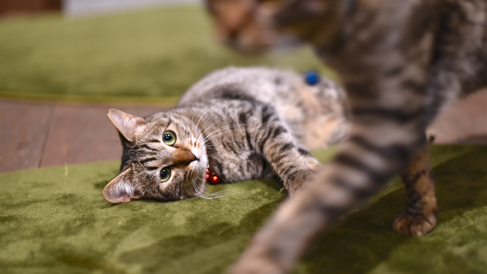 Neu Cat Cafe — photo 4
