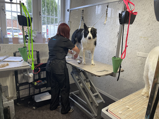 Pampers Dog Stylists Gallery - United Kingdom