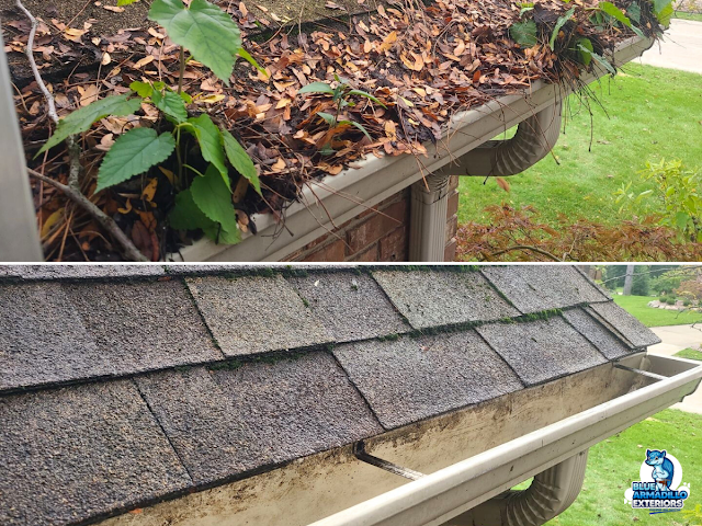 Blue Armadillo Exterior Cleaning