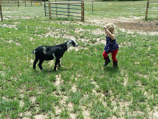 The Random Ranch - Thumbnail