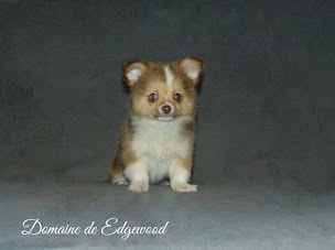 Photo n°14 de Arrault Florent à Chisseaux (Éleveur de chiens)