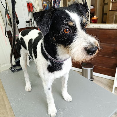 Foto von Hundesalon Weserpfoten