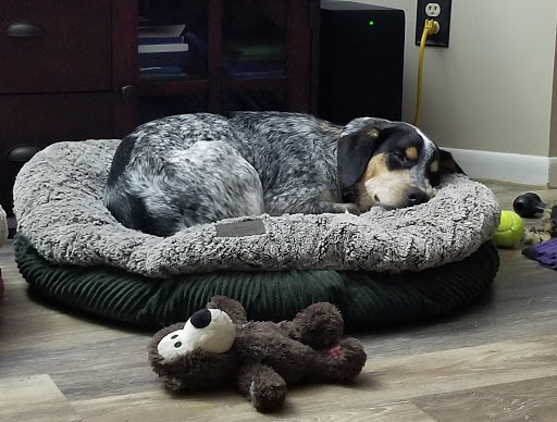 Lapeer County Animal Control - Thumbnail