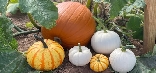Fall Mountain Farm