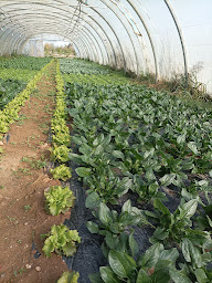 Photo n°1 de LA FERME DES RUBIO à Saint-Féliu-d'Avall (Ferme bio)