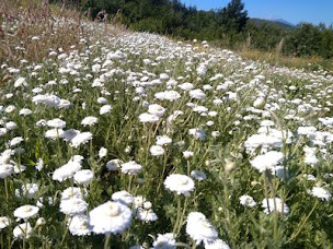 Photo n°15 de FLORALUNA 🌿La Distillerie des Altitudes : huiles essentielles et plantes médicinales biologiques à Los Masos (Magasin de cosmétiques)
