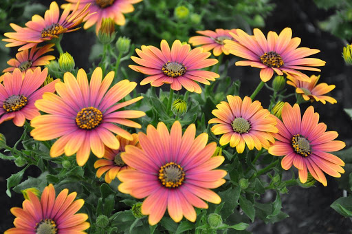 Dobbies Garden Centre Stockton - Thumbnail