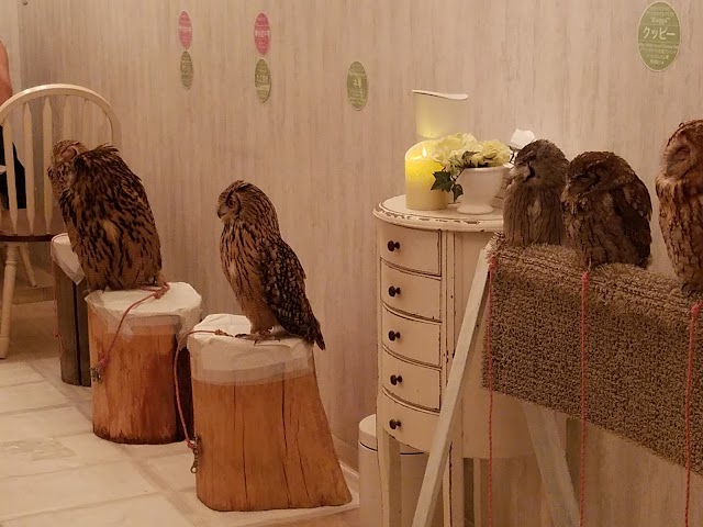 Akiba Owls