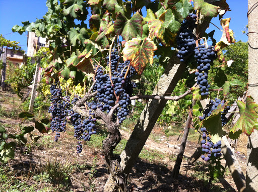Cantina San Rocco - Curinga - Thumbnail