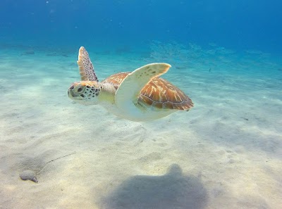 Photos of Red Snapper Diving