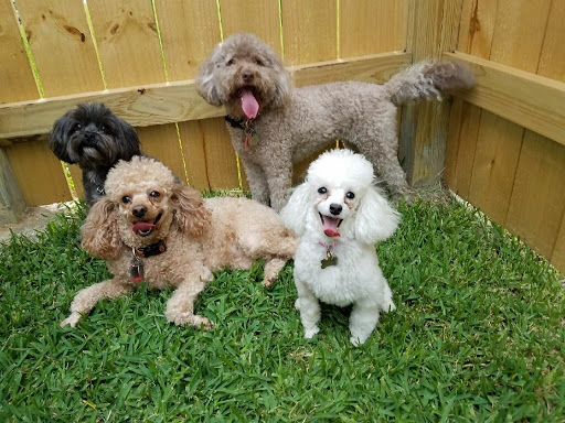 PetWorks Express - Visual