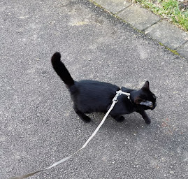 Photo n°20 de Chatterie The Cats Love à Ormoy-Villers (Éleveur de chats)