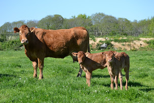 Photo n°21 de Boucherie Charcuterie Boued du Man à Pluguffan (Traiteur)