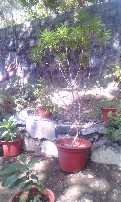 Photos of Jardim Botanico